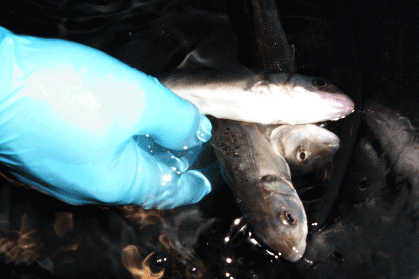 Wolfsbarsche (Seabass) bei Wachstumskontrollen in einer experimentellen Marikultur Kreislaufanlage zur Phosphatrückgewinnung. Die Fische sind zum schonenderen Handling betäubt.